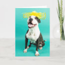 Buscar perro amarillo tarjetas Pitbull