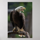 Buscar águilas americanas posters Pájaros