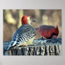 Buscar cardenales rojos posters Naturaleza