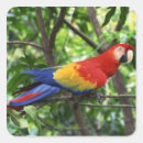 Buscar escarlata pegatinas Pájaro