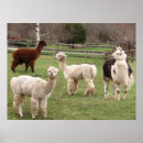 Buscar pulgas posters Lana