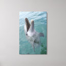 Buscar bottlenose Naturaleza