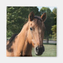 Buscar cabeza de caballo imanes Foto