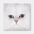 Buscar gato persa blanco imanes Gatos