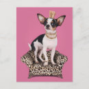 Buscar chihuahuas fotografía Corona