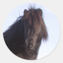 Buscar potro pegatinas Caballo