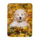 Buscar razas del perro imanes Adorable