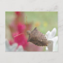 Buscar hedores postales Insecto