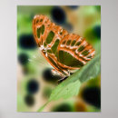 Buscar vida de fantasía posters Naturaleza