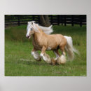 Buscar caballo gitano posters Stallion
