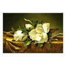 Buscar el johnson fotografía Martin johnson heade