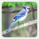 Buscar miembros de árbol postales Pájaro
