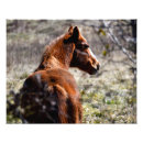 Buscar caballos marrones posters General y unisex