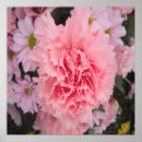 Buscar margaritas rosadas posters Maricas