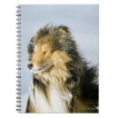 Buscar shetland Lindo