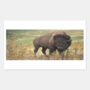 Buscar bisonte americano pegatinas Búfalo