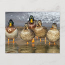 Buscar ducks postales Mallard