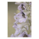 Buscar flor violeta posters Para todos