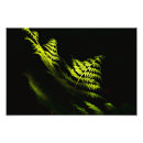Buscar helechos posters Plantas