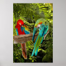 Buscar macaw posters Bosque