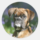 Buscar boxer dog pegatinas Bob y pam langrish