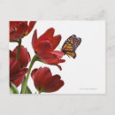 Buscar ramo de tulipanes postales Naturaleza