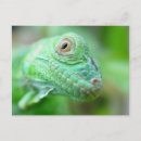 Buscar con iguana postales Verde