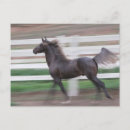 Buscar funcionamiento de los caballos postales Semental