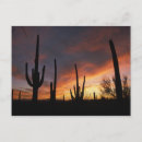 Buscar steve postales Puesta de sol