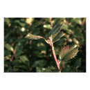Buscar planta fotografía Para ella