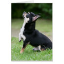 Buscar chihuahua negra postales Negro y crema