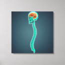 Buscar cerebro lienzos Primer