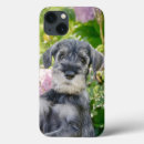 Buscar schnauzer iphone fundas Lindo