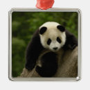 Buscar bambú chino adornos Animal