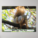 Buscar humor animal posters Ardilla
