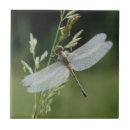 Buscar dragonfly azulejos Libélula