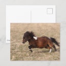 Buscar corra postales Caballo