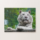 Buscar tigre blanco puzzles Gatos