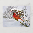 Buscar cardenales rojos tarjetas Vida silvestre