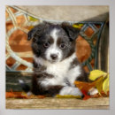 Buscar australian shepherd arte Perro