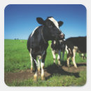 Buscar holstein pegatinas Agricultura