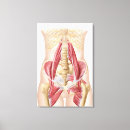 Buscar ligamento lienzos Fondo blanco