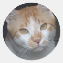 Buscar ojos de gato pegatinas General y unisex