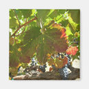 Buscar viñedo imanes Uvas