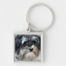 Buscar havanese Cubano