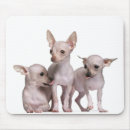 Buscar perro chihuahua alfombrillas de raton Perros