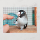 Buscar loro negro postales Animal
