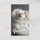 Buscar chihuahua tarjetas de visita Andador de perros