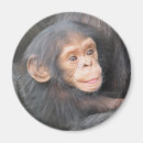 Buscar chimpancé imanes Primates