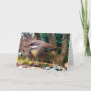 Buscar wren tarjetas Naturaleza